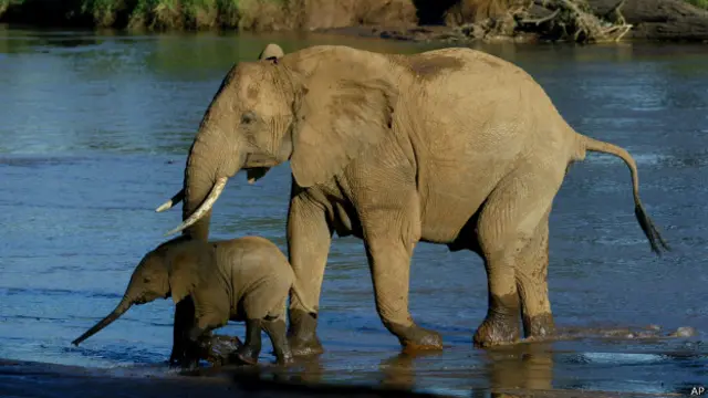 غیرقانونی شکار کے نتیجے میں افریقی نسل کے ہاتھیوں کو ناپید ہونے کا خطرہ لاحق ہے