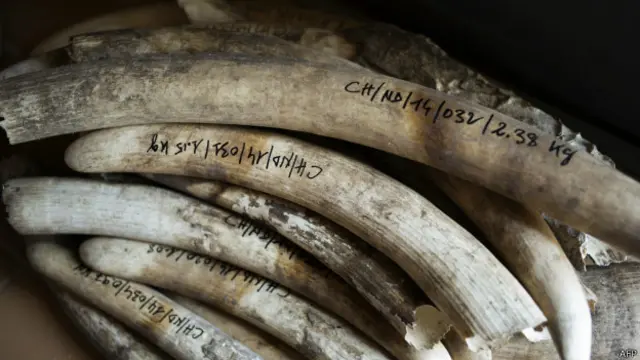 Слоновая кость