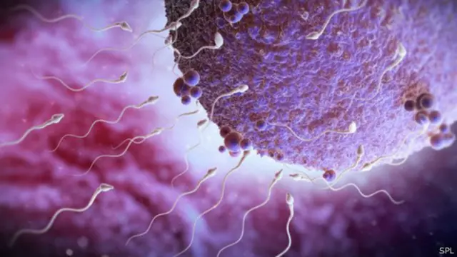 لا تبدو طرق تضرر الحيوانات المنوية وتأثر خصوبتها من إشعاعات الهواتف المحمولة واضحة