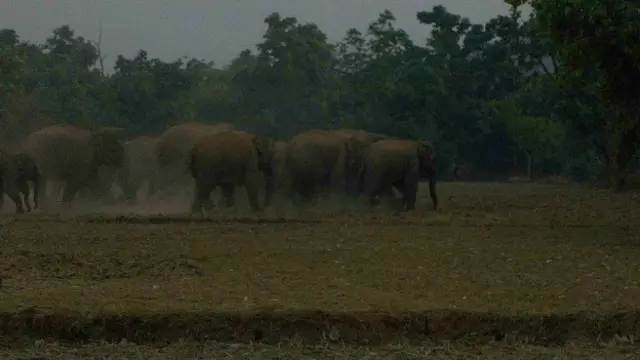 झारखंड, हाथियों का उत्पात