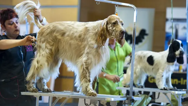 प्रतियोगिता में इन कुत्तों का वज़न कर उनकी सेहत और फ़िटनेस भी आंकी जाती है. 