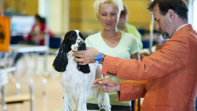 प्रतियोगिता में कुत्तों की सेहत और कुशलता के अलावा उनकी सजधज का भी आकलन किया जाता है और उसी के अनुरूप अंक दिए जाते हैं.