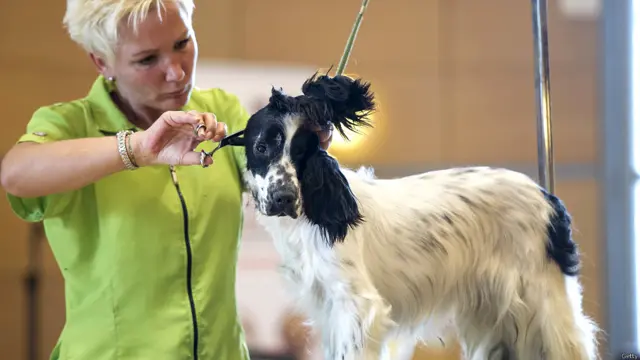 इस कॉम्पिटीशन में शामिल होने आईं ऑस्ट्रिया से मार्गिट शूएनॉर अपने प्यारे इंग्लिंश कॉकर स्पैनिएल के बाल तराशती हुईं. 