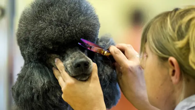 जर्मनी की क्रिस्टीन लैंग अपने पूडल को तीसरी इंटरनेशनल डॉग ग्रूमिंग कॉम्पिटीशन के लिए तैयार करती हुईं. 