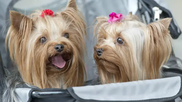 इस कॉम्पिटीशन में पांच देशों के 32 लोगों ने 52 कुत्तों के साथ हिस्सा लिया.