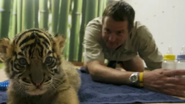 اختلفت خصال النمرين الشقيقين عن بعضهما البعض