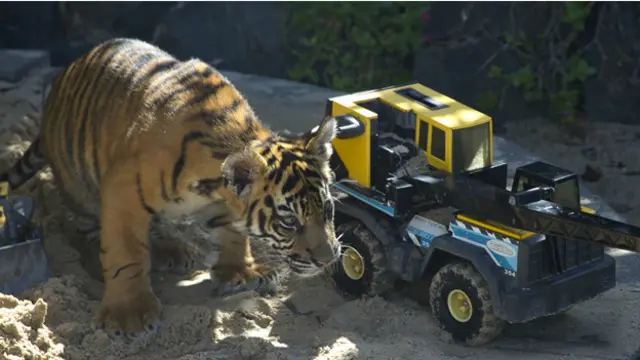 ऑस्ट्रेलिया चिड़ियाघर के दो शावक घर में