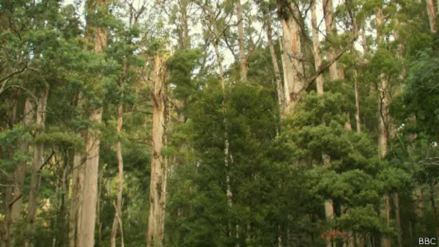 Bosque de Tasmania