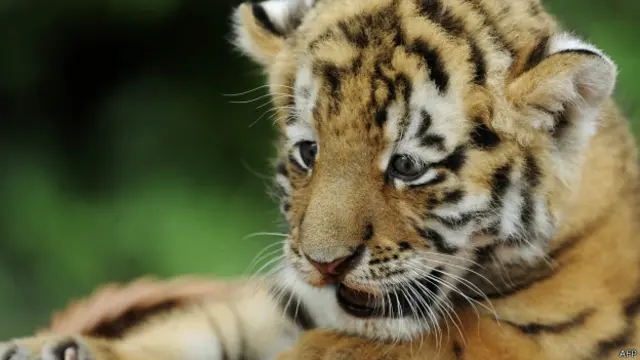 बाघ का बच्चा