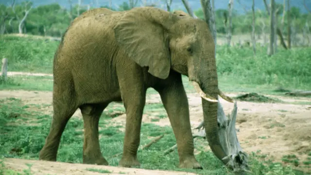 保育組織說，全球最大的象牙市場中國的象牙價格在過去四年中翻了三倍，推動了非洲偷獵大象的趨勢。。