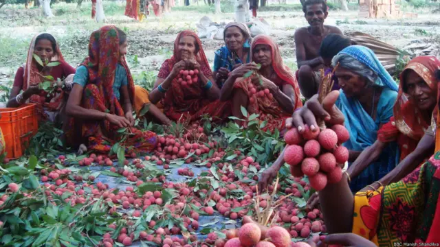 बिहार के मुज़फ़्फ़रपुर में लीची के बाग़