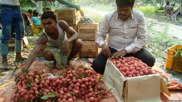 बिहार के मुज़फ़्फ़रपुर में लीची के बाग़