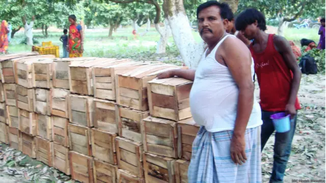 बिहार के मुज़फ़्फ़रपुर में लीची के बाग़