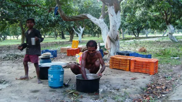 बिहार के मुज़फ़्फ़रपुर में लीची के बाग़