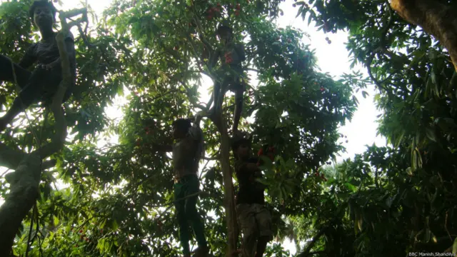 बिहार के मुज़फ़्फ़रपुर में लीची के बाग़