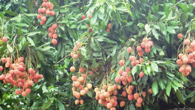 बिहार के मुज़फ़्फ़रपुर में लीची के बाग़