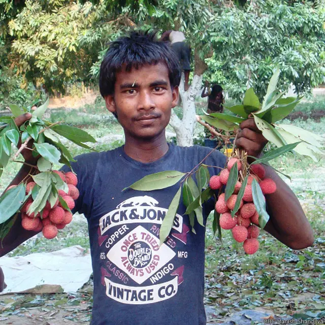 बिहार के मुज़फ़्फ़रपुर में लीची के बाग़