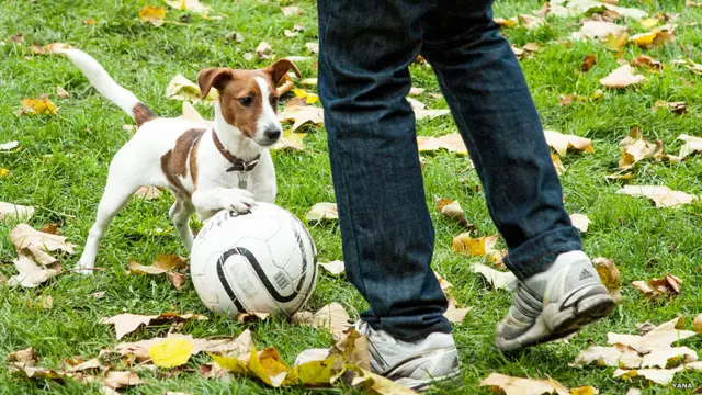 Собака играет в футбол