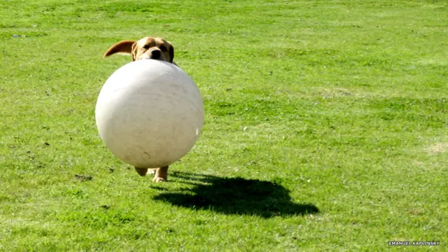 Собака играет в футбол