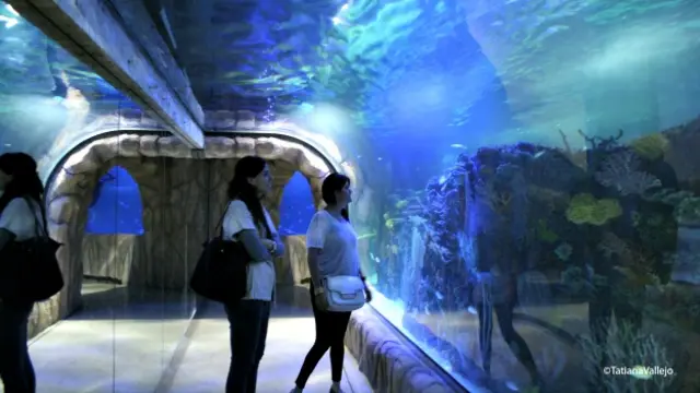 Acuario subterráneo en Ciudad de México. Foto cortesía Tatiana Vallejo