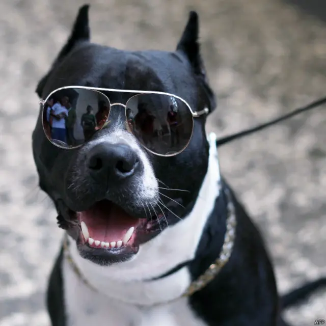 अल्बानिया का पहला डॉग शो