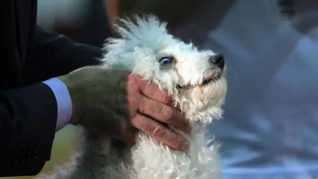 अल्बानिया का पहला डॉग शो