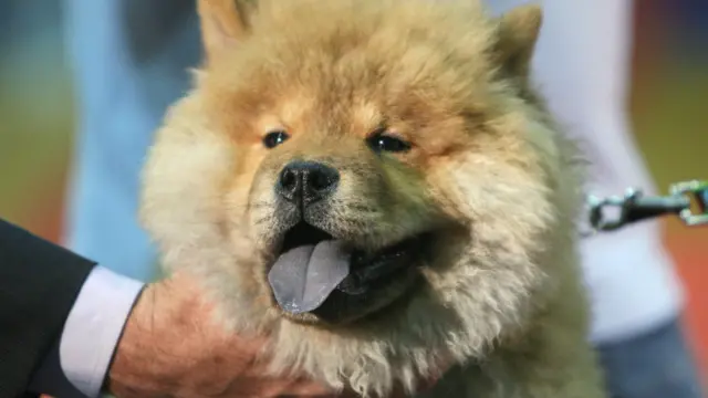 अल्बानिया का पहला डॉग शो