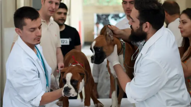अल्बानिया का पहला डॉग शो