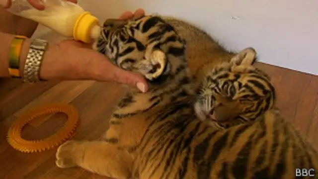 Tigres del zoologico de Australia