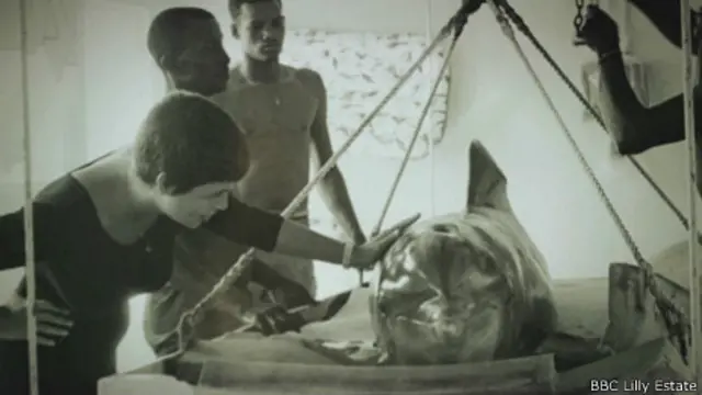 Margaret Lavitt y el delfín en el elevador