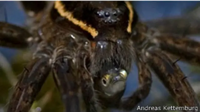 Araña Dolomedes triton