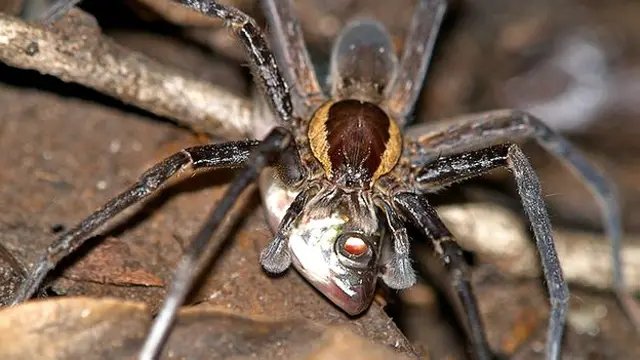 laba laba pemakan ikan