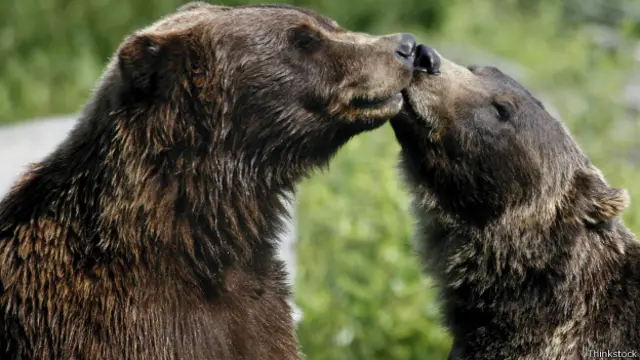 Beso de osos pardos