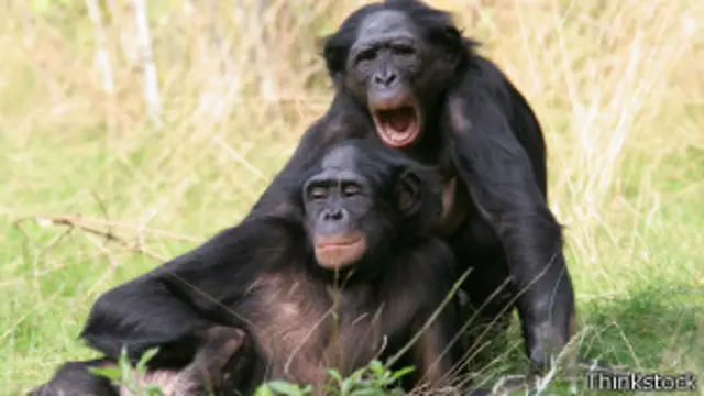 Bonobos