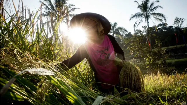 Petani bersiap musim kering