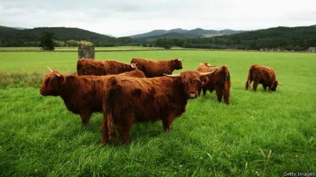 Элитный скот из поместья королевы