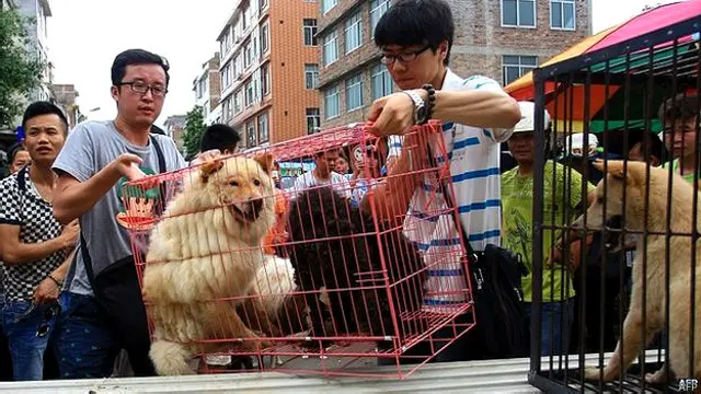 随着越来越多的中国中产阶级拥有宠物,在中国对吃狗肉的行为的批评也越来越多。