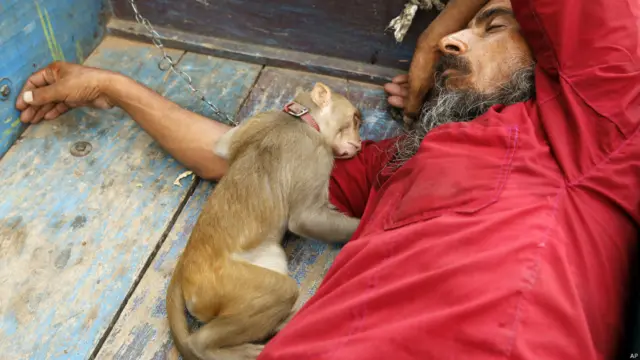 बंदर के साथ राजेंद्र शुक्ला