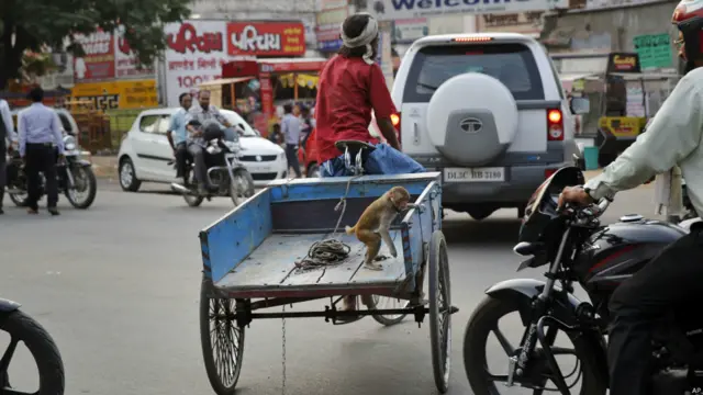 बंदर के साथ राजेंद्र शुक्ला