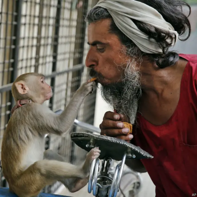 बंदर के साथ राजेंद्र शुक्ला