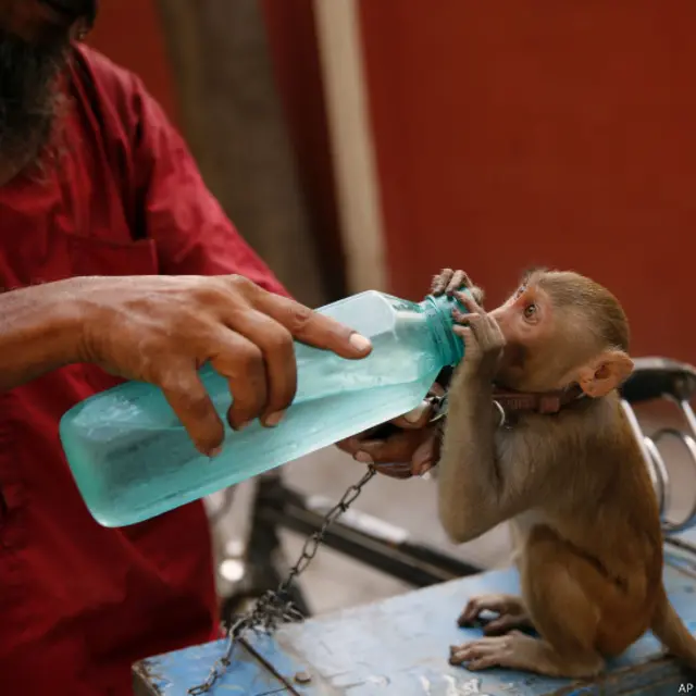 बंदर के साथ राजेंद्र शुक्ला
