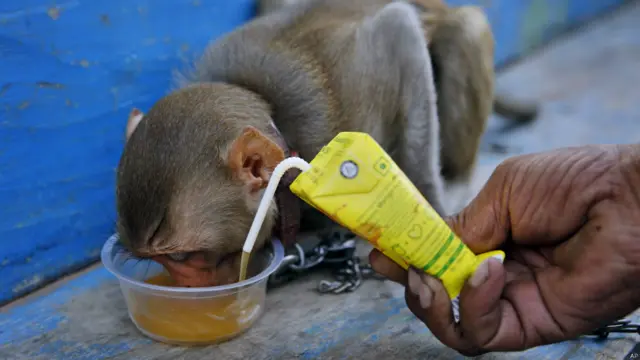 बंदर के साथ राजेंद्र शुक्ला