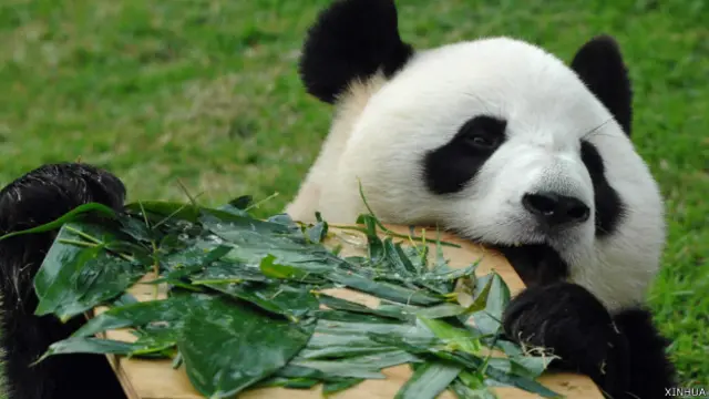 大熊猫心心在澳门石排湾大熊猫馆内（新华社图片26/7/2011）