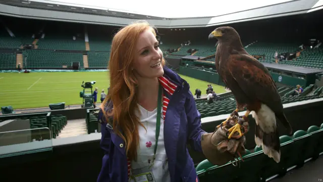 हैरिस, बाज़, रूफ़स, विंबलडन