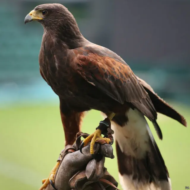 हैरिस, बाज़, रूफ़स, विंबलडन