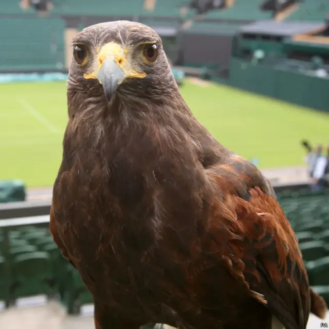 हैरिस, बाज़, रूफ़स, विंबलडन