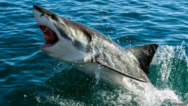 Большая белая акула