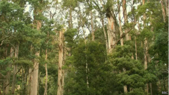 tasmanian forest