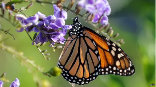 تظهر التجربة أن الفراشات مثل السلاحف والطيور لديها بوصلة مغناطيسية أرضية