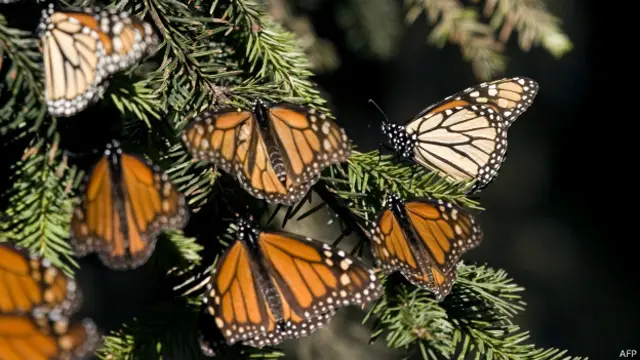 Mariposas monarca